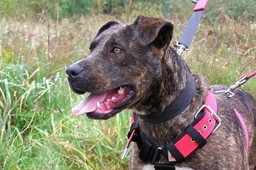 Sonia &#8211; mix amstaff/molos ,  małopolskie