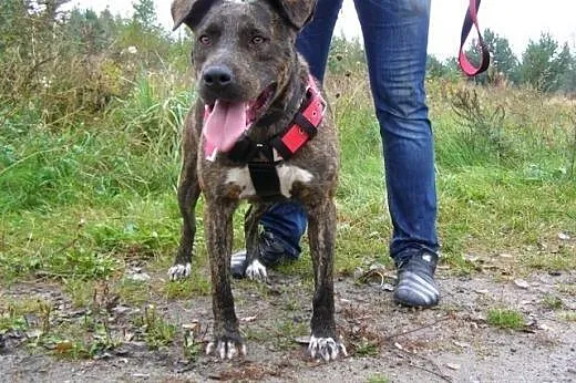 Sonia &#8211; mix amstaff/molos ,  małopolskie