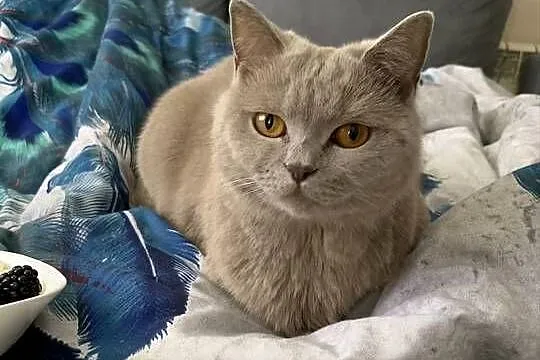 Kotka brytyjska 3-letnia (ogłoszenie prywatne), Świętokrzyskie, Kielce