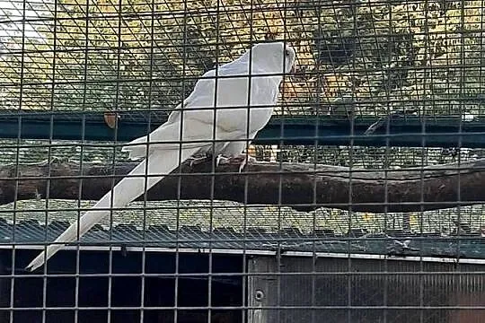 Księżniczki walii białe, Małopolskie, Skała