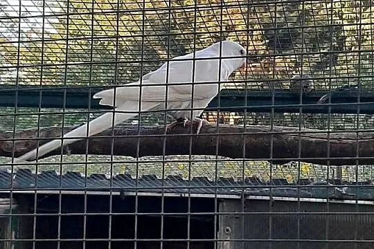 Księżniczki walii białe, Małopolskie, Skała