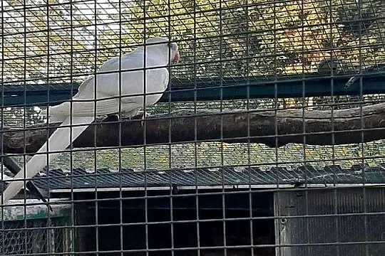 Księżniczki walii białe, Małopolskie, Skała