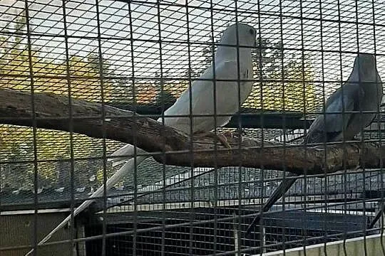 Księżniczki walii białe, Małopolskie, Skała