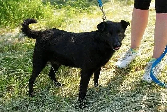 Koko - łagodny, posłuszny piesek szuka domu