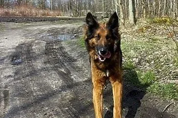 Kochany, przyjacielski Reks poleca się do adopcji.