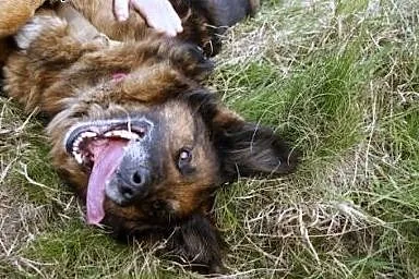 Kochany, przyjacielski Reks poleca się do adopcji.