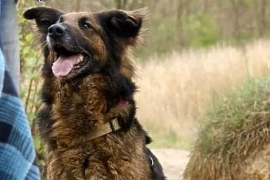Kochany, przyjacielski Reks poleca się do adopcji.