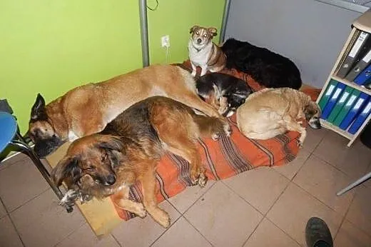 Kochany, przyjacielski Reks poleca się do adopcji.