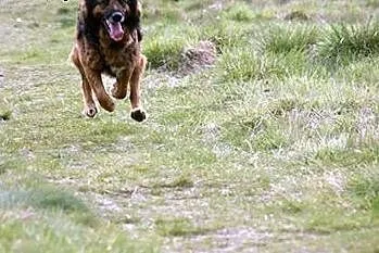 Kochany, przyjacielski Reks poleca się do adopcji.