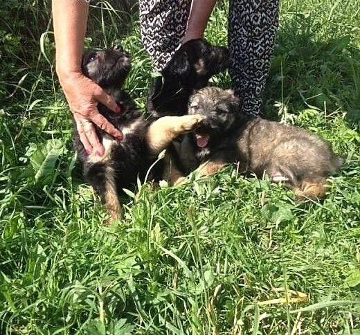 Psie dzieci do adopcji, dolnośląskie Wrocław