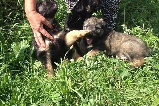 Psie dzieci do adopcji, dolnośląskie Wrocław