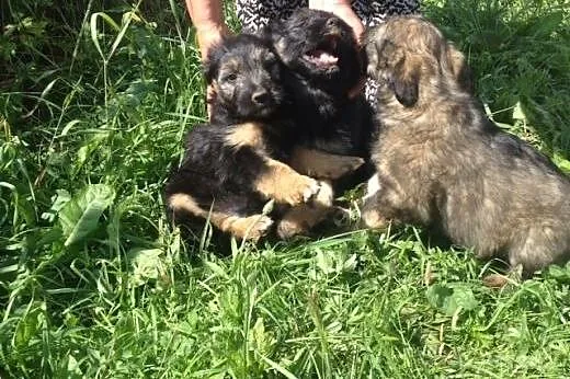 Psie dzieci do adopcji,  dolnośląskie Wrocław