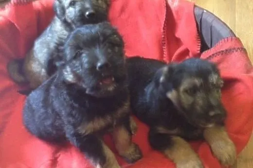 Psie dzieci do adopcji,  dolnośląskie Wrocław