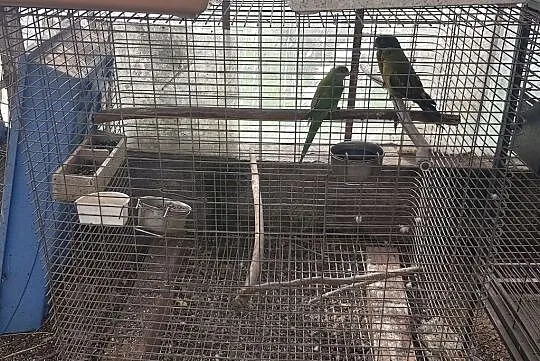 Klatka Dla Do Papug Papugi Duża Kakadu Ara, Buk