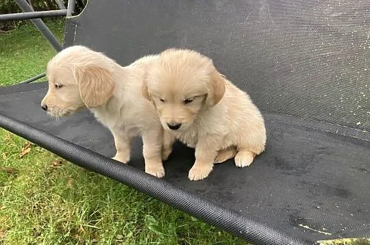 Golden Retriever, Świętokrzyskie, Kargów