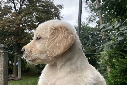 Golden Retriever, Świętokrzyskie, Kargów