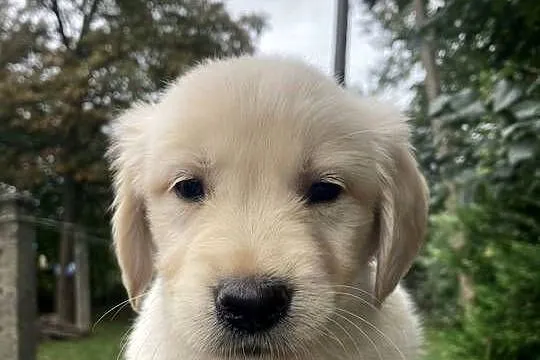 Golden Retriever, Świętokrzyskie, Kargów