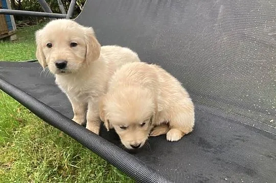 Golden Retriever, Świętokrzyskie, Kargów
