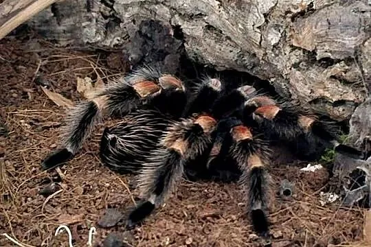 Brachypelma hamorii 7dc samiczka