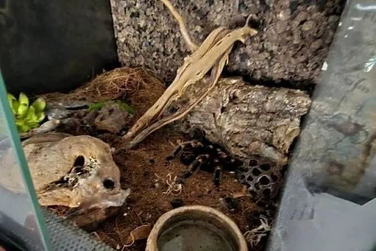 Brachypelma hamorii 7dc samiczka, Małopolskie, Kraków