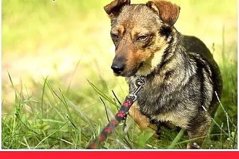 KROPELKA,mała 6 kg,łagodna,delikatna,spokojna sucz