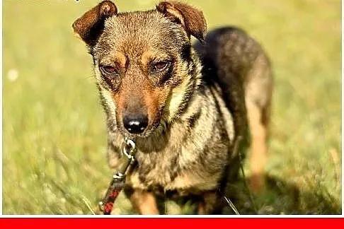 KROPELKA,mała 6 kg,łagodna,delikatna,spokojna sucz