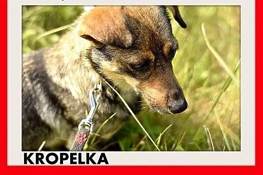 KROPELKA,mała 6 kg,łagodna,delikatna,spokojna sucz
