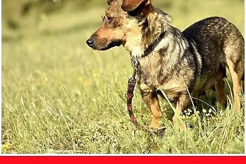 KROPELKA,mała 6 kg,łagodna,delikatna,spokojna sucz
