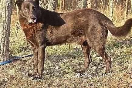 Kevin cudowny, duży pies szuka domu,  łódzkie Łódź