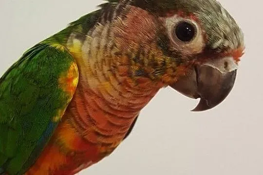 Papuga rudosterka zielonolica młoda oswojona ręczn, Dąbrowa Górnicza