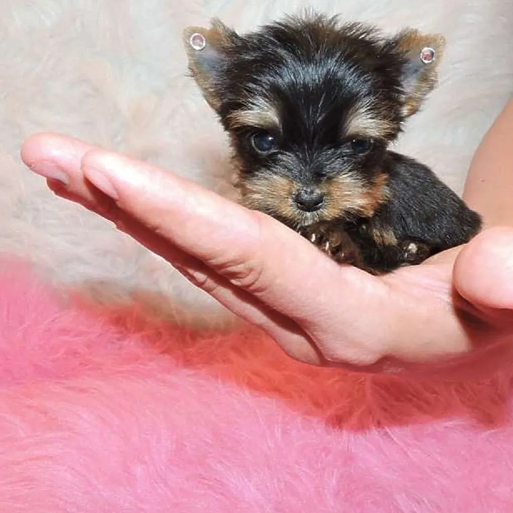 Piękny-mini- piesek Yorkshire Terrier-z metryką ZKwP/FCI., Śląskie, Katowice