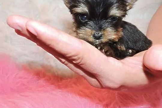Piękny-mini- piesek Yorkshire Terrier-z metryką ZKwP/FCI., Śląskie, Katowice