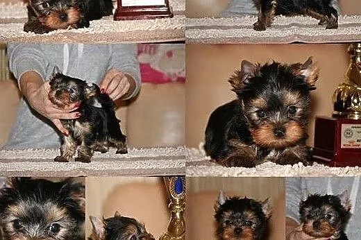 Piękny-mini- piesek Yorkshire Terrier-z metryką ZKwP/FCI., Śląskie, Katowice