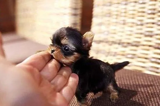 Piękny-mini- piesek Yorkshire Terrier-z metryką ZKwP/FCI., Śląskie, Katowice