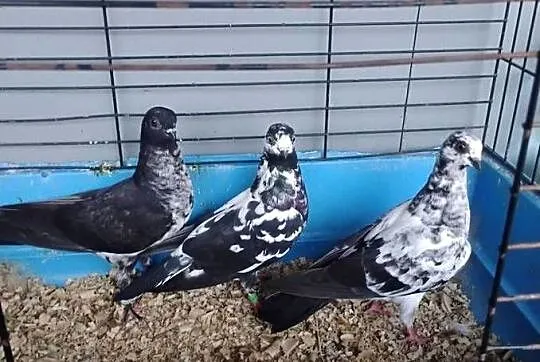 Sprzedam gołębie berliny, Świętokrzyskie, Skorzeszyce