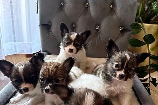 Papillon szczeniak Spaniel kontynentalny miniaturowy szczeniaczek
