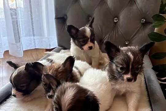 Papillon szczeniak Spaniel kontynentalny miniaturowy szczeniaczek, Śląskie, Dudki