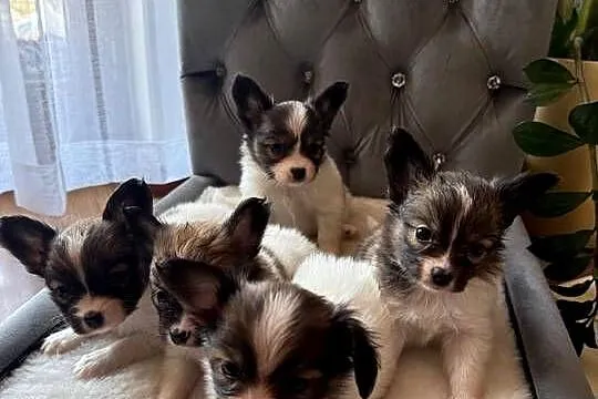 Papillon szczeniak Spaniel kontynentalny miniaturowy szczeniaczek, Śląskie, Dudki
