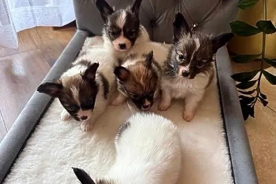 Papillon szczeniak Spaniel kontynentalny miniaturowy szczeniaczek, Śląskie, Dudki