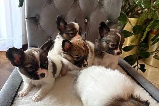 Papillon szczeniak Spaniel kontynentalny miniaturowy szczeniaczek, Śląskie, Dudki