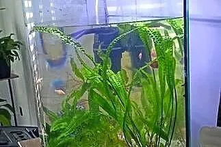 sprzedam akwarium Tetra 50 l, Mazowieckie, Szydłowiec