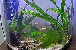 sprzedam akwarium Tetra 50 l, Mazowieckie, Szydłowiec