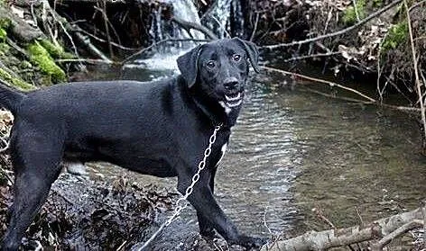 Blacky młodziutki, wesoły, łagodny mix labrador AD