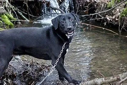 Blacky młodziutki, wesoły, łagodny mix labrador AD