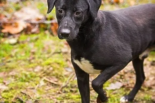 Blacky młodziutki, wesoły, łagodny mix labrador AD