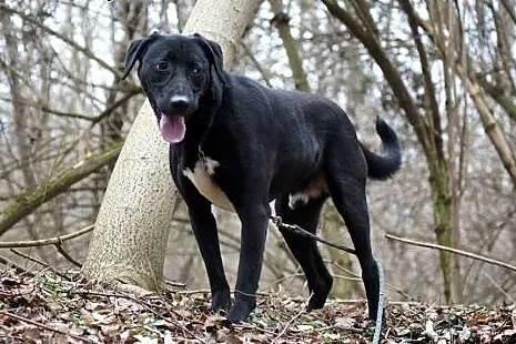 Blacky młodziutki, wesoły, łagodny mix labrador AD