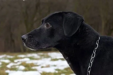 Blacky młodziutki, wesoły, łagodny mix labrador AD
