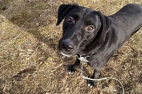Blacky młodziutki, wesoły, łagodny mix labrador AD