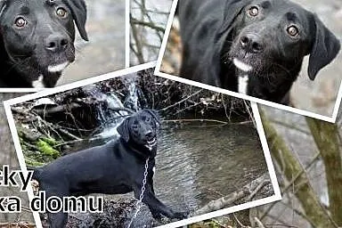 Blacky młodziutki, wesoły, łagodny mix labrador AD