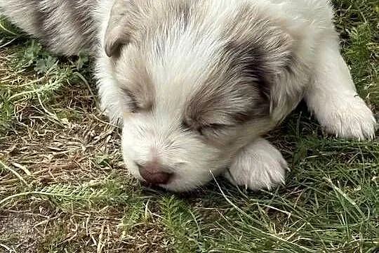 Suczka Border Collie, Łódzkie, Pajęczno
